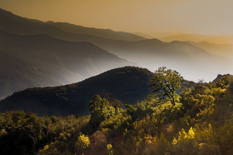 nature, landscape, hills, plants