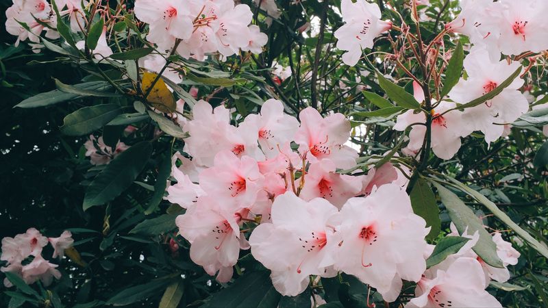 flowers, pink, bloom, plant, branches, leaves, 4k