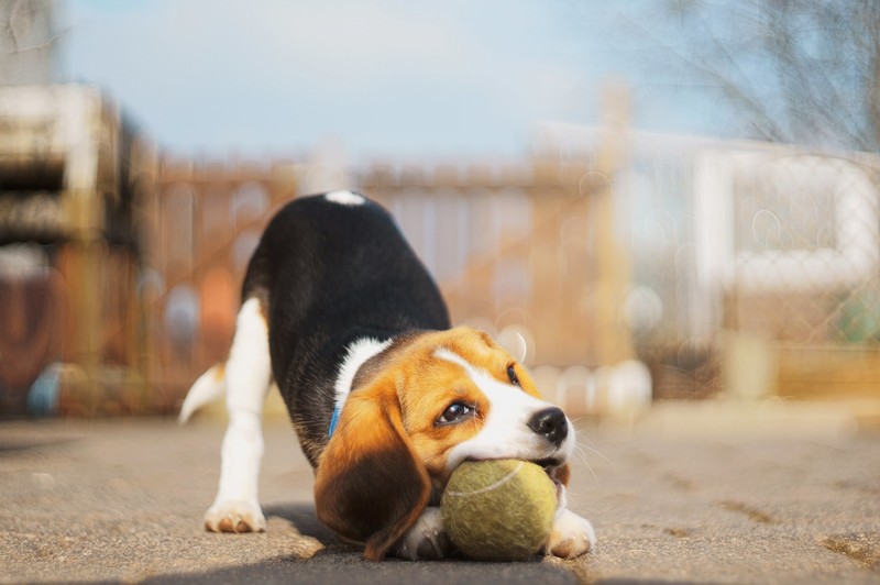 dog, balls, animals, baby animals, playing, puppies