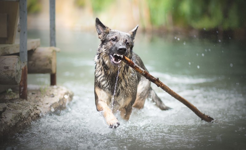 dog, animals, water, wet body, teeth