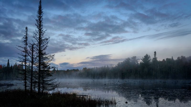 swamp, trees, fog, forest, 4k