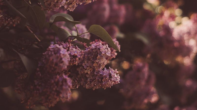 lilac, flowers, bush, flowering, spring, 4k