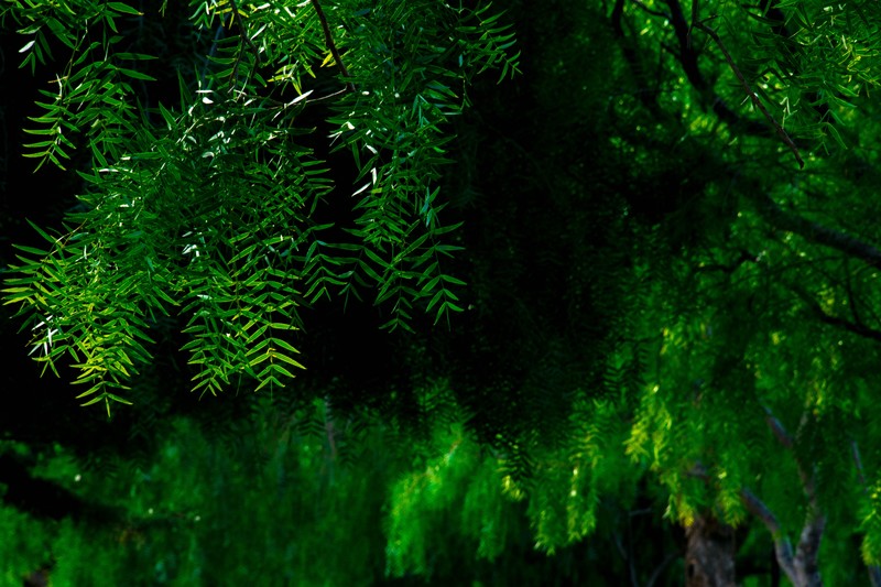 leaves, nature, green, plants