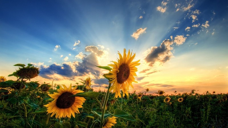 sunflowers, sunrise, sky, clouds
