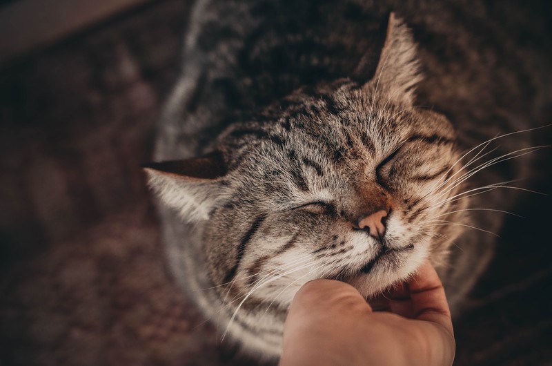 hands, closed eyes, cats, animals