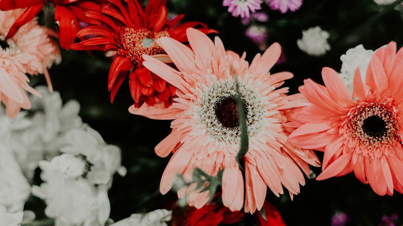 flowers, bouquet, colorful, bloom, plants, 4k