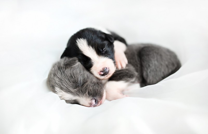 white, puppies, dog, sleeping, animals
