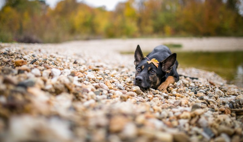 nature, stones, dog, animals