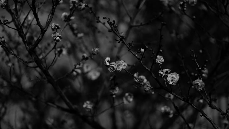 sakura, flowers, bw, branches, tree, bloom, 4k
