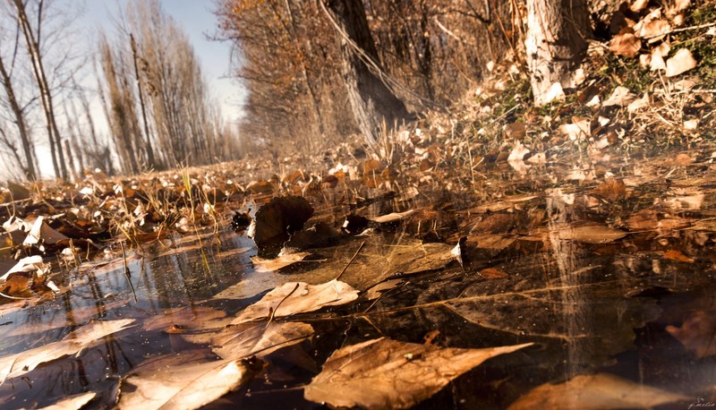 fall, nature, water, leaves, trees