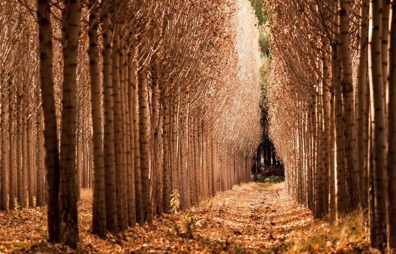fall, trees, landscape, nature