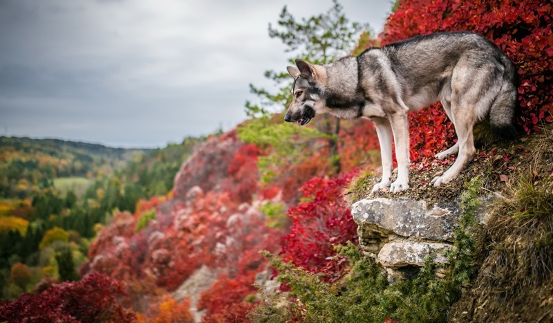 colorful, nature, dog, outdoors, animals