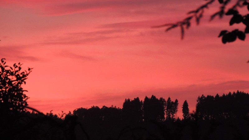 night, plants, trees, red