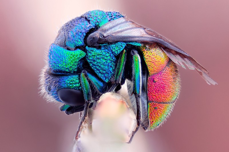 bees, depth of field, colorful, macro, insect, cyan, blue, pink