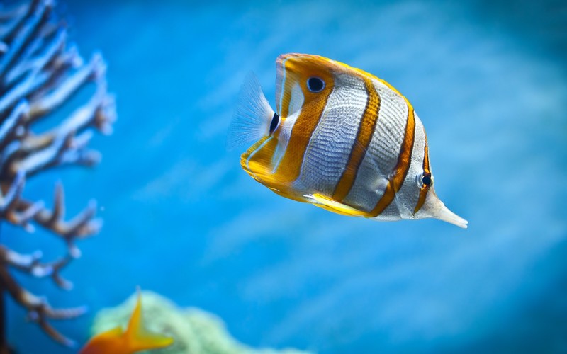 fish, tropical fish, animals, wildlife, underwater