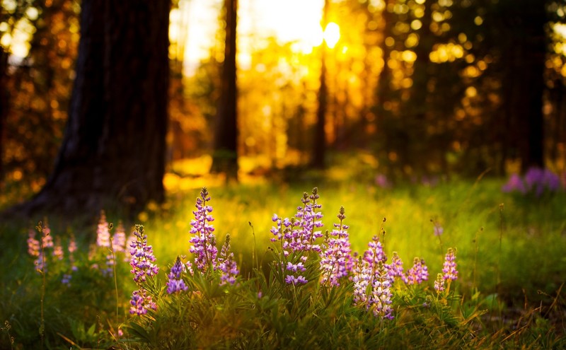 nature, green, plants, flowers