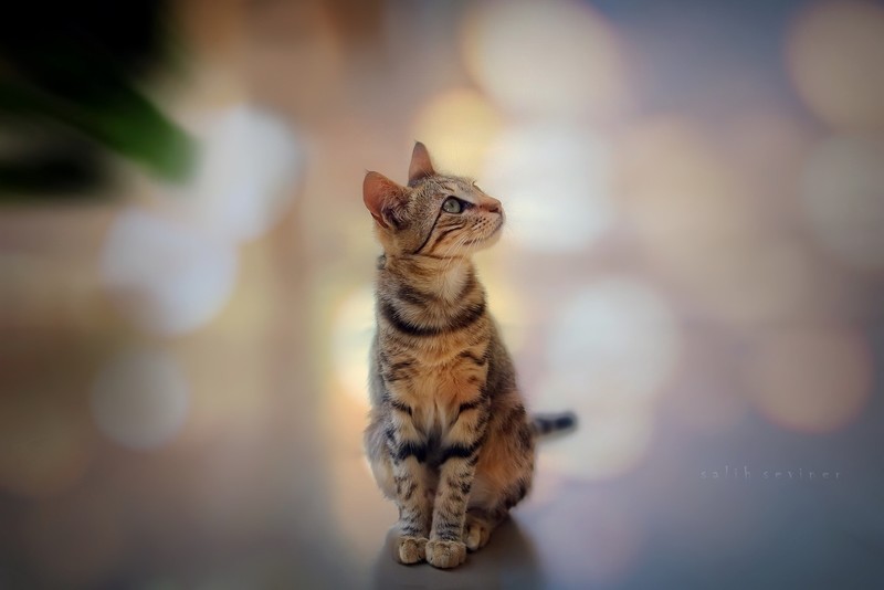 cats, looking up, animals