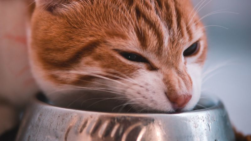 cat, bowl, food, muzzle, red, 4k