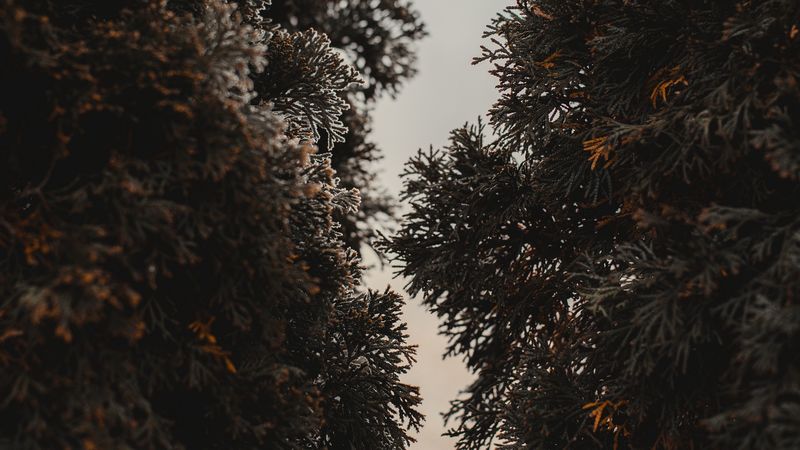 thuja, trees, needles, plant, evergreen, 4k