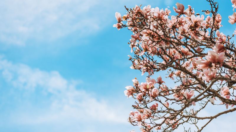 sakura, flowers, branches, tree, bloom, 4k