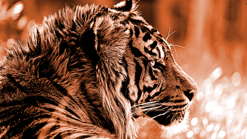 tiger, wildlife, animals