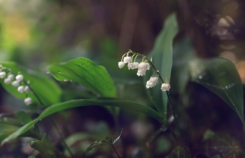 nature, flowers, green, plants, leaves
