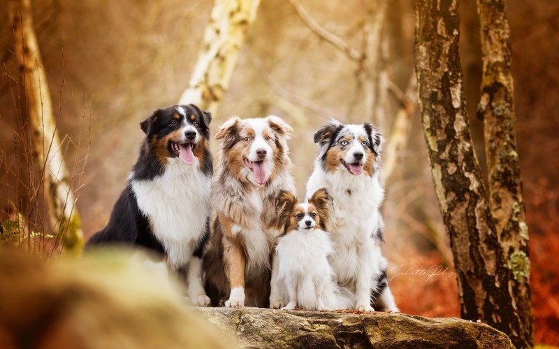 Australian Shepherd, forest, dog