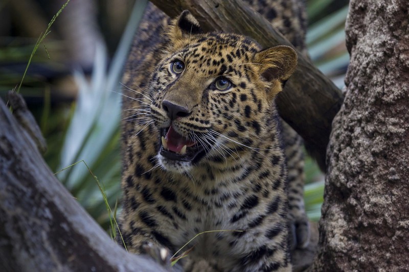 leopard, big cats, animals