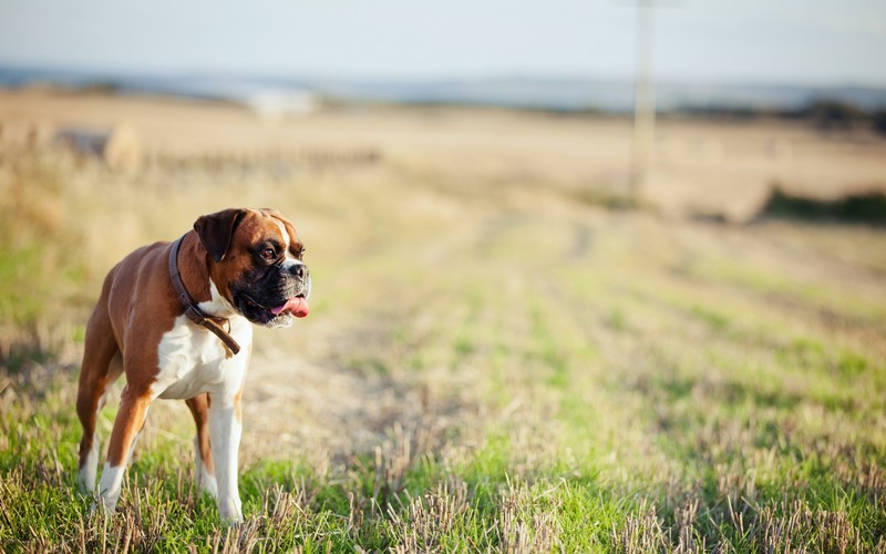 landscape, dog, animals