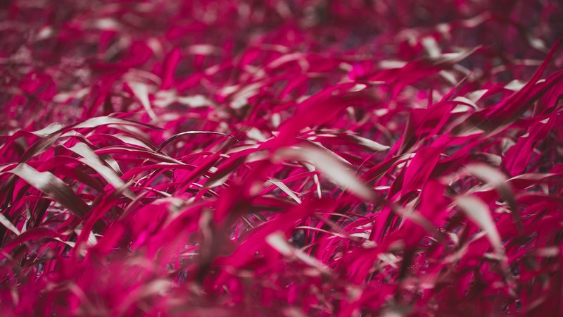 plants, leaves, macro, red