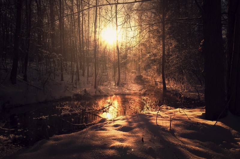 dark, nature, sunlight, trees, winter, snow