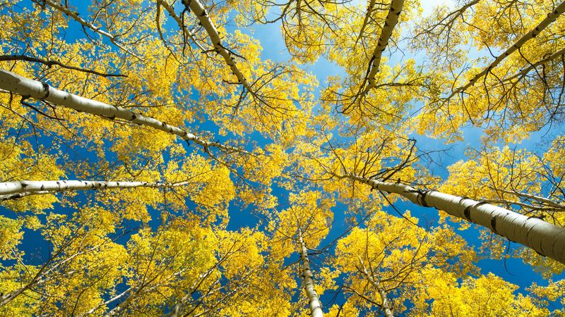 birch, trees, crowns, tops, bottom view, forest, 4k