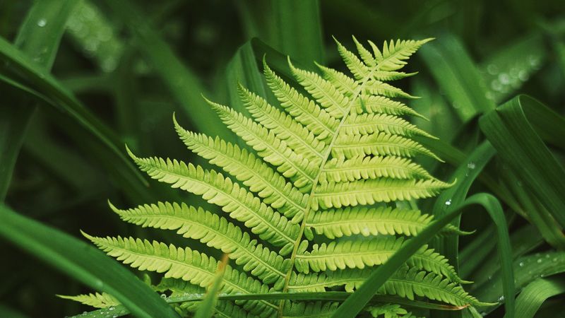 fern, leaves, grass, plants, green, dew, 4k