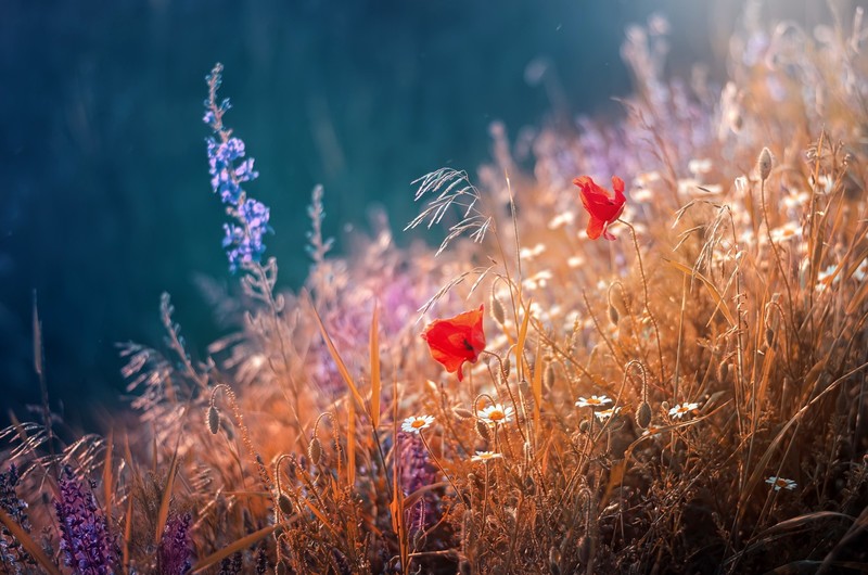 flowers, plants, nature