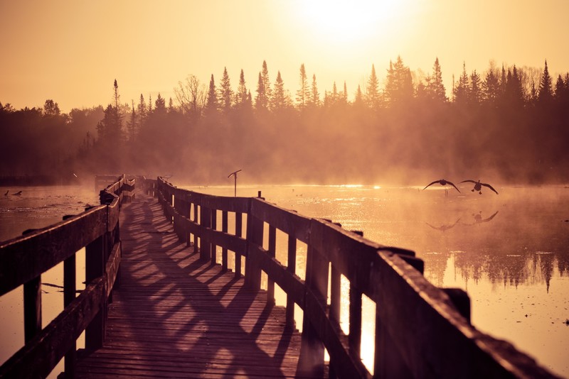 bridge, sunlight, water, nature