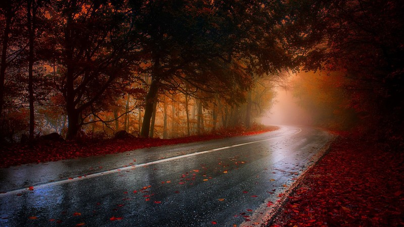 fall, road, wet, trees, red, brown, asphalt, wet road