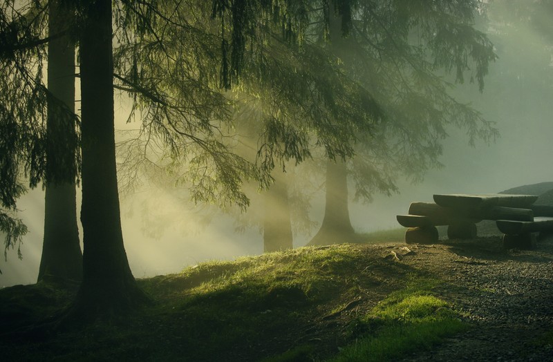 forest, sun rays, nature, trees