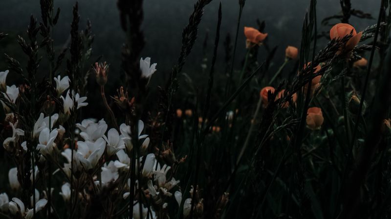 flowers, grass, wildlife, plants, dark, 4k