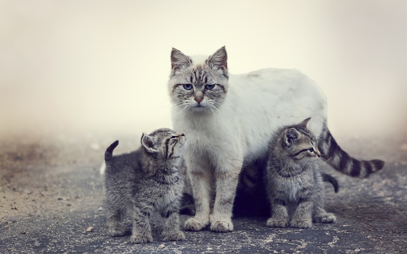 cats, animals, mist, kittens