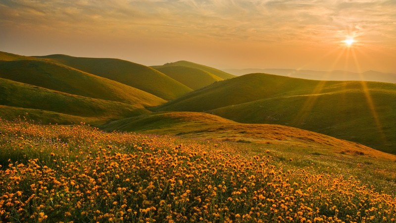hills, Sun, landscape, nature, flowers, yellow flowers