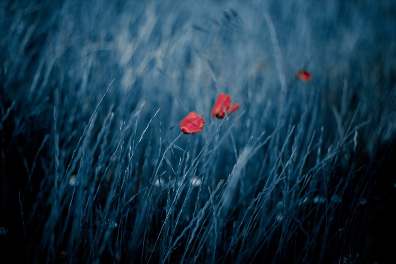 blue, red, red flowers, plants, flowers