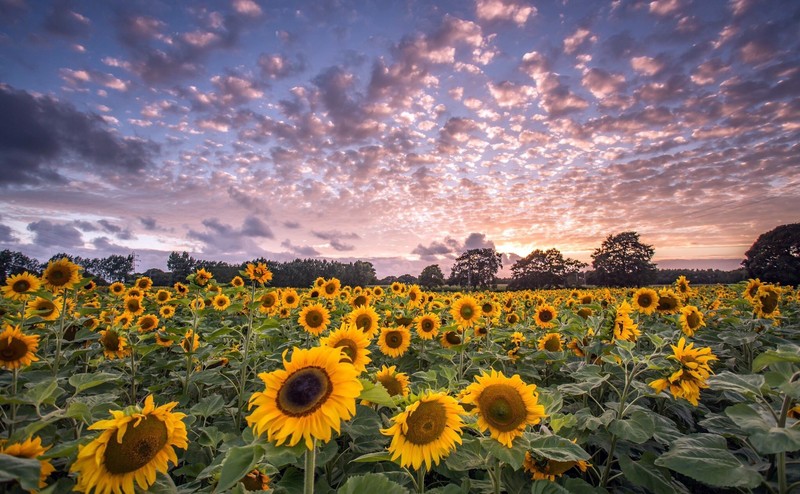 flowers, sky, field, sunflowers, sunlight, colorful, plants
