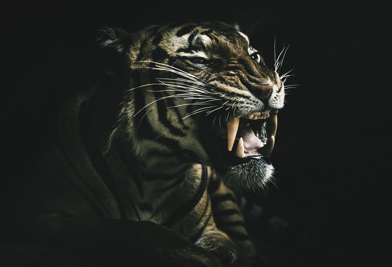 dark, teeth, animals, tiger