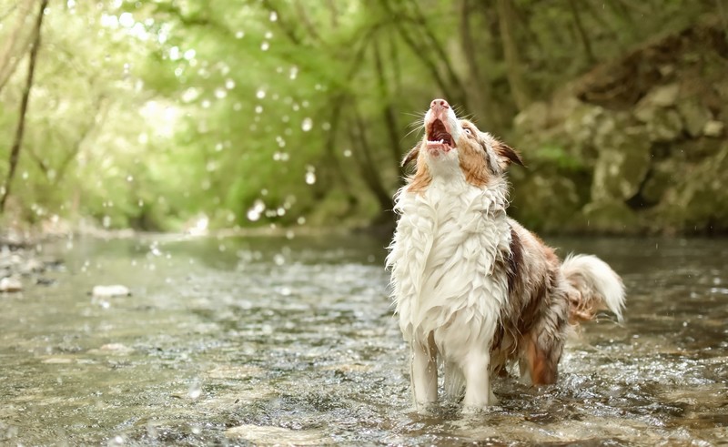 water, nature, dog, looking up, wet, animals