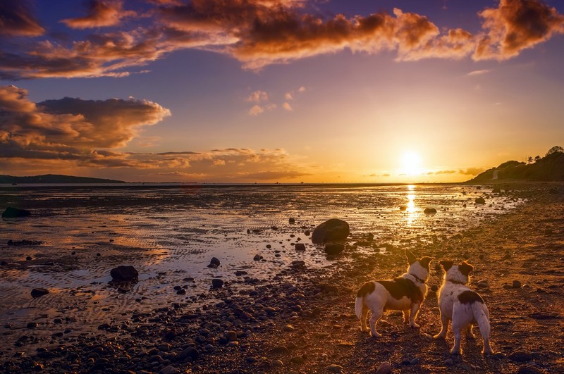 nature, sky, sunlight, dog, animals