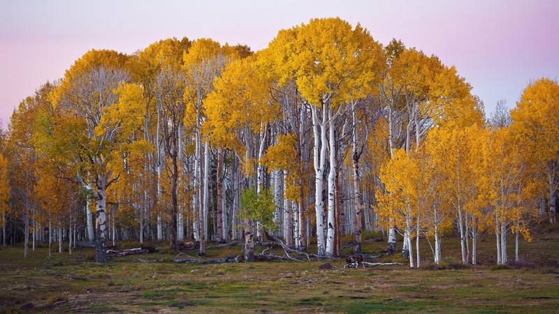 forest, fall, Utah, landscape, nature, trees