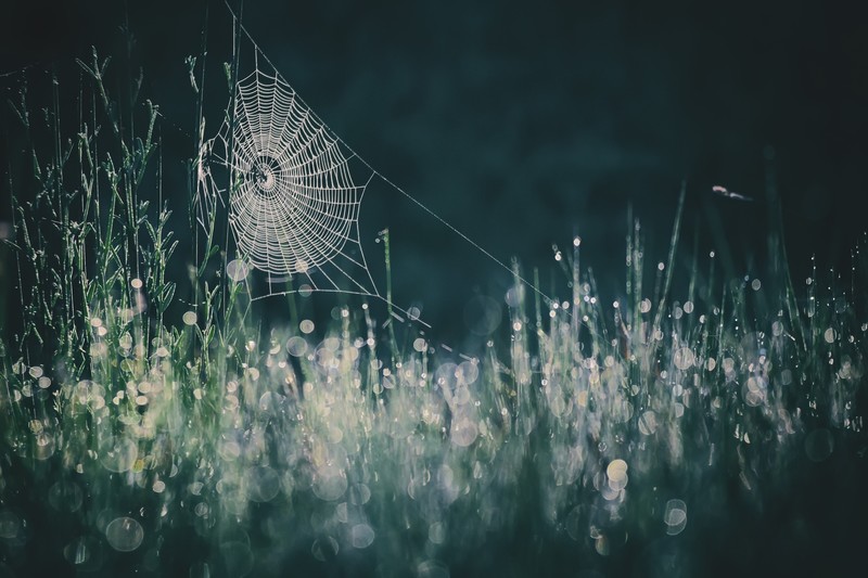 nature, spiderwebs, plants, macro, outdoors