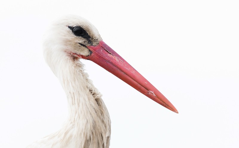 white, birds, animals, stork