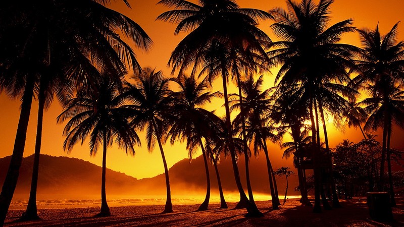 palm trees, sunlight, dust