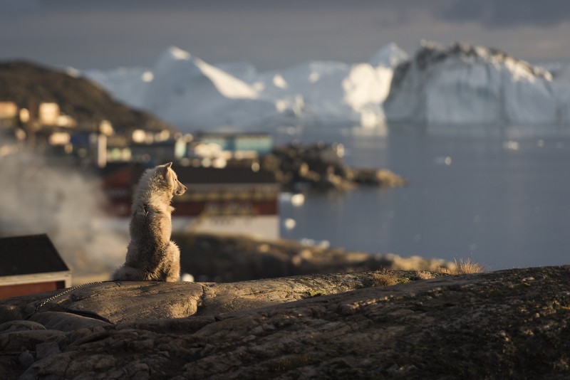 dog, animals, iceberg, wolf, depth of field